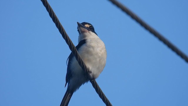 Collared Kingfisher - ML611869732