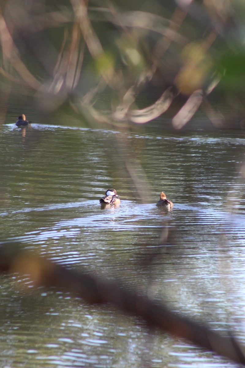 Hooded Merganser - ML611869799