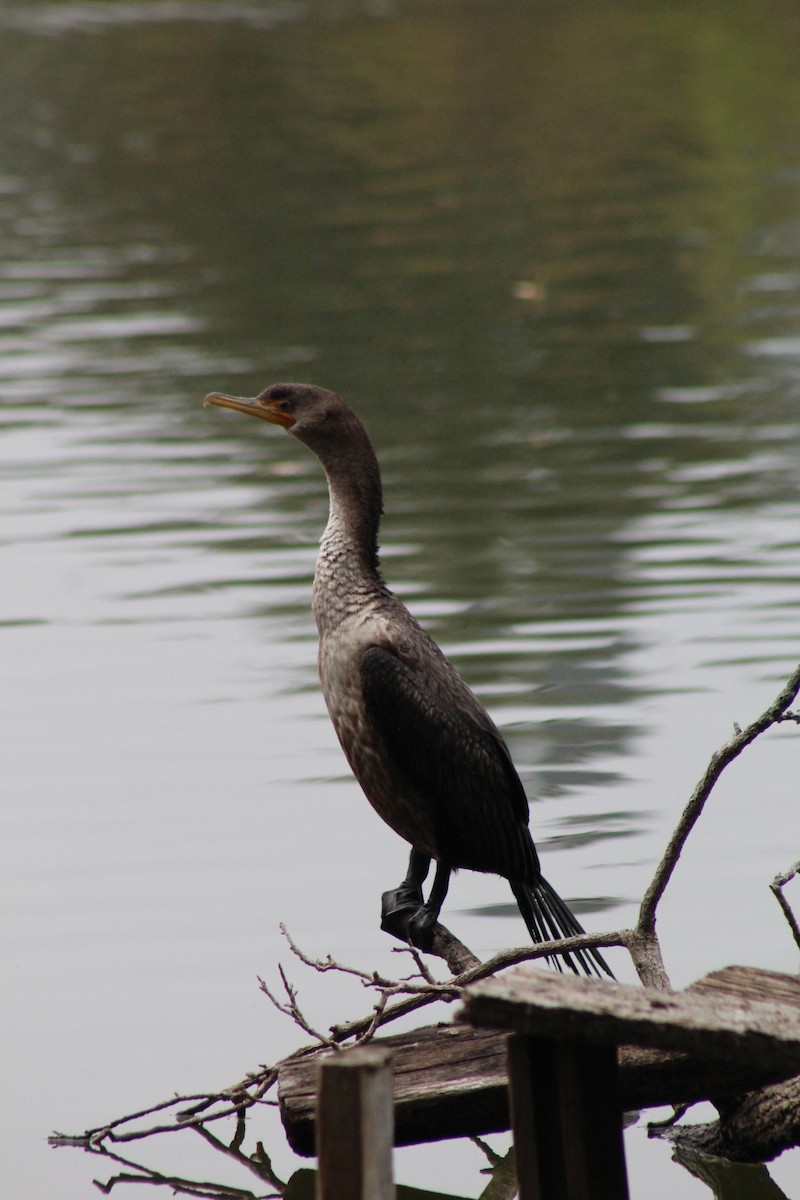 Double-crested Cormorant - ML611869804