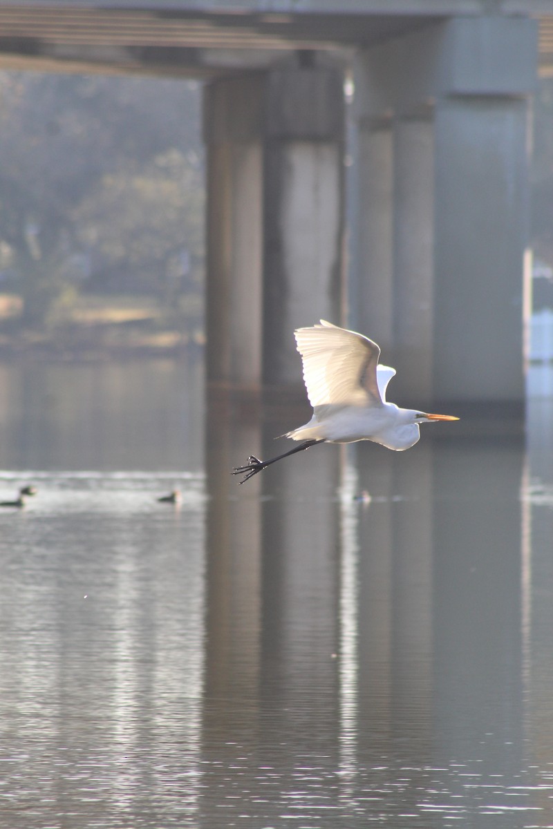 Great Egret - ML611869811