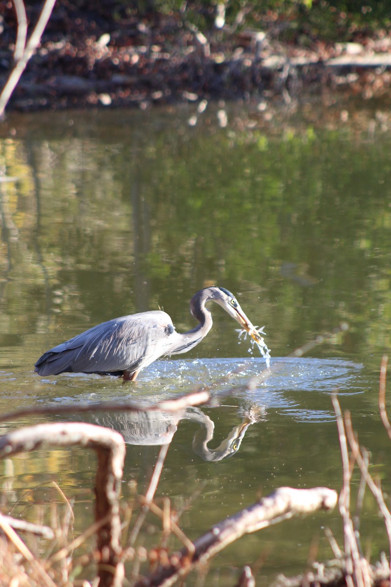 Great Blue Heron - ML611869818