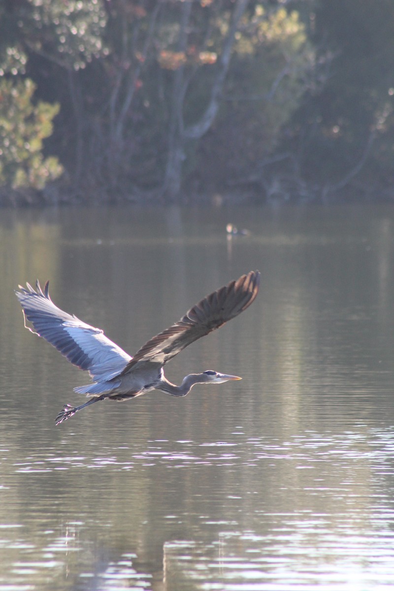 Great Blue Heron - ML611869819