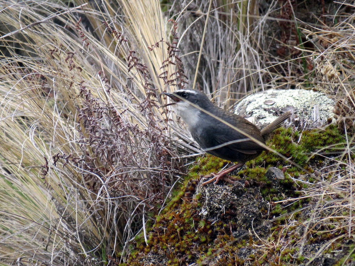 White-browed Tapaculo - ML611869824