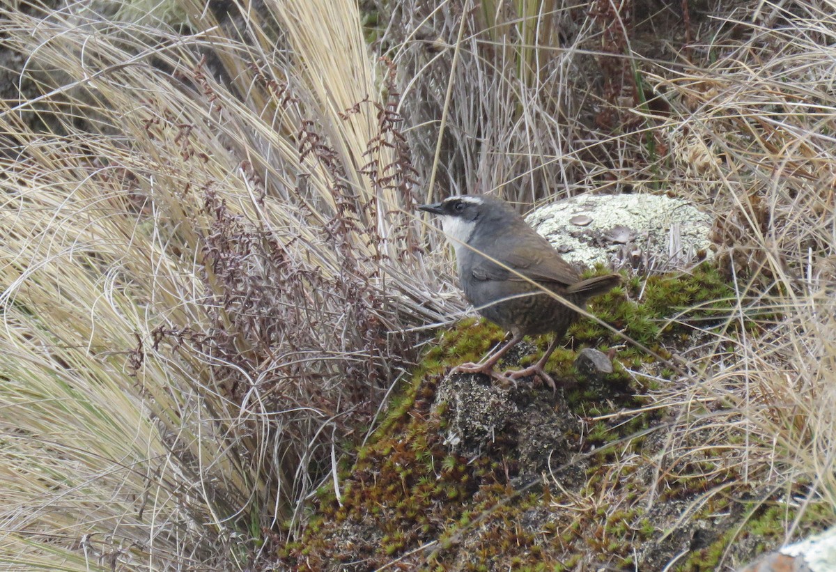 White-browed Tapaculo - ML611869851