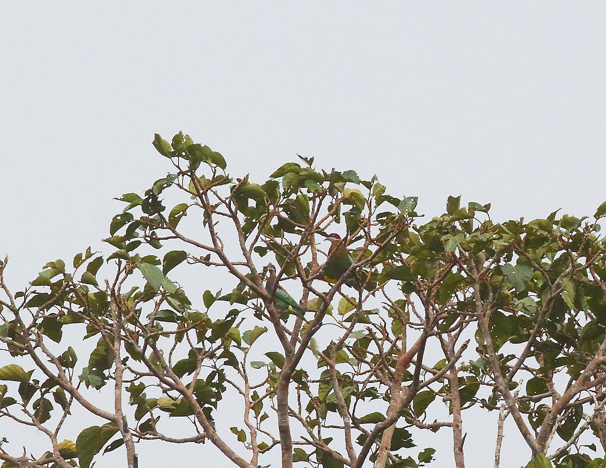 Ornate Fruit-Dove - ML611869870