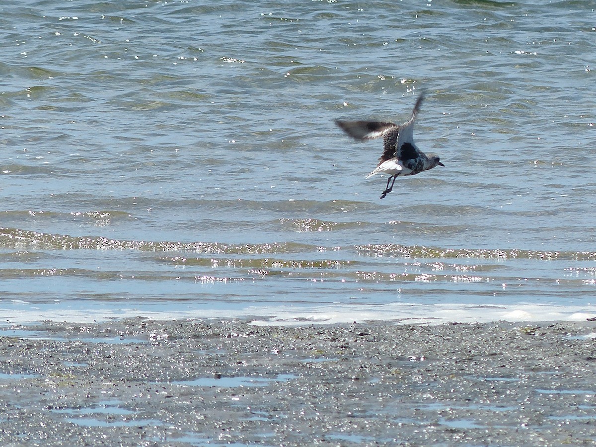 Black-bellied Plover - ML611869899