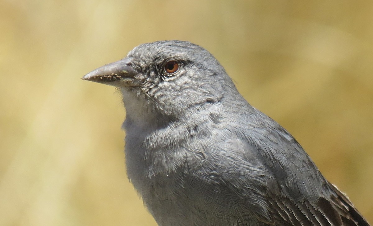 Boulder Finch - ML611869965