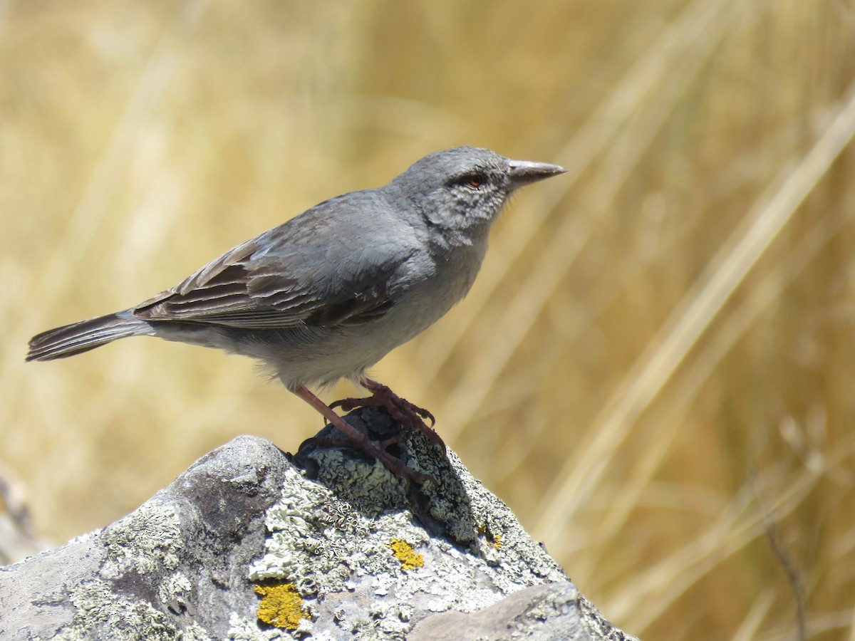 Boulder Finch - ML611869966