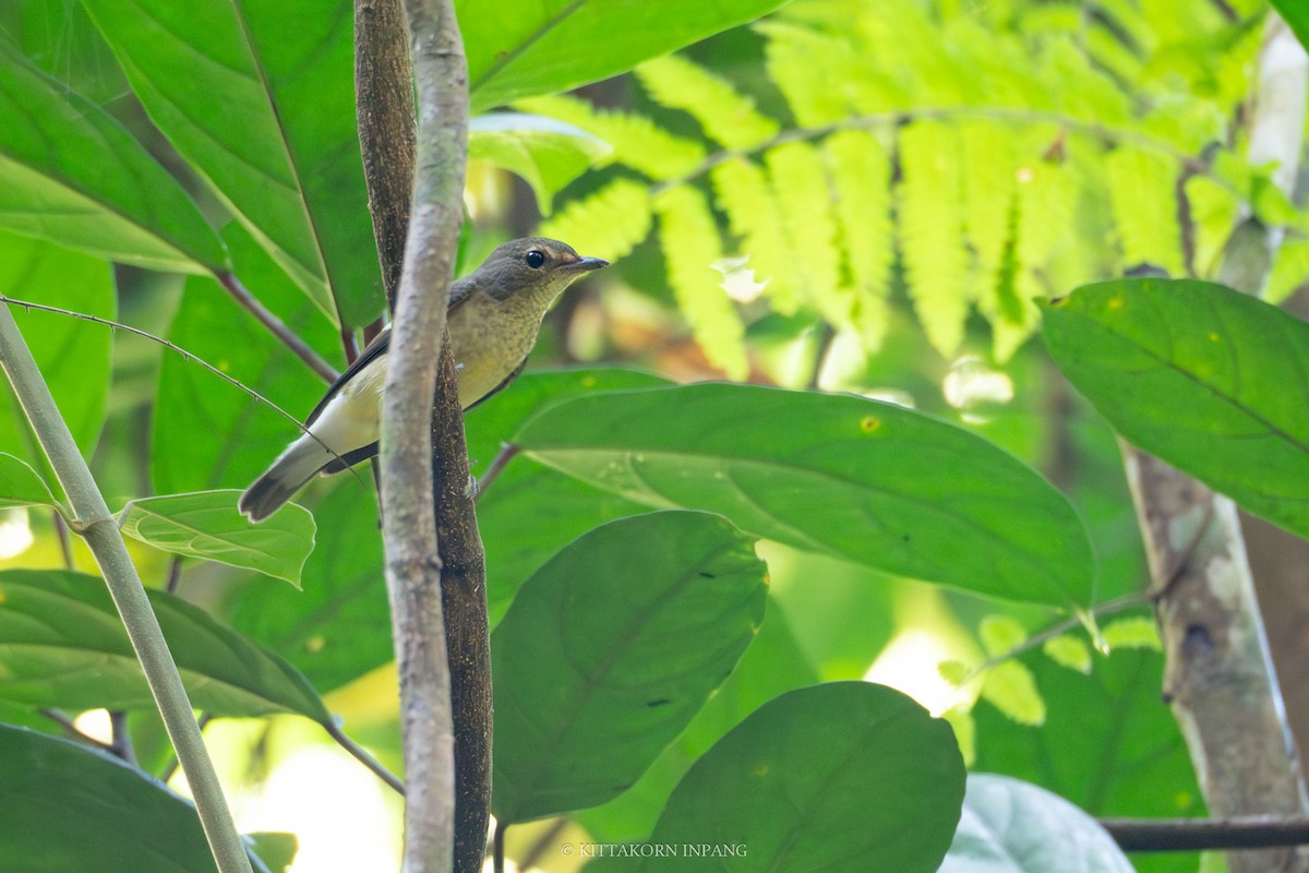 Yellow-rumped Flycatcher - ML611870011