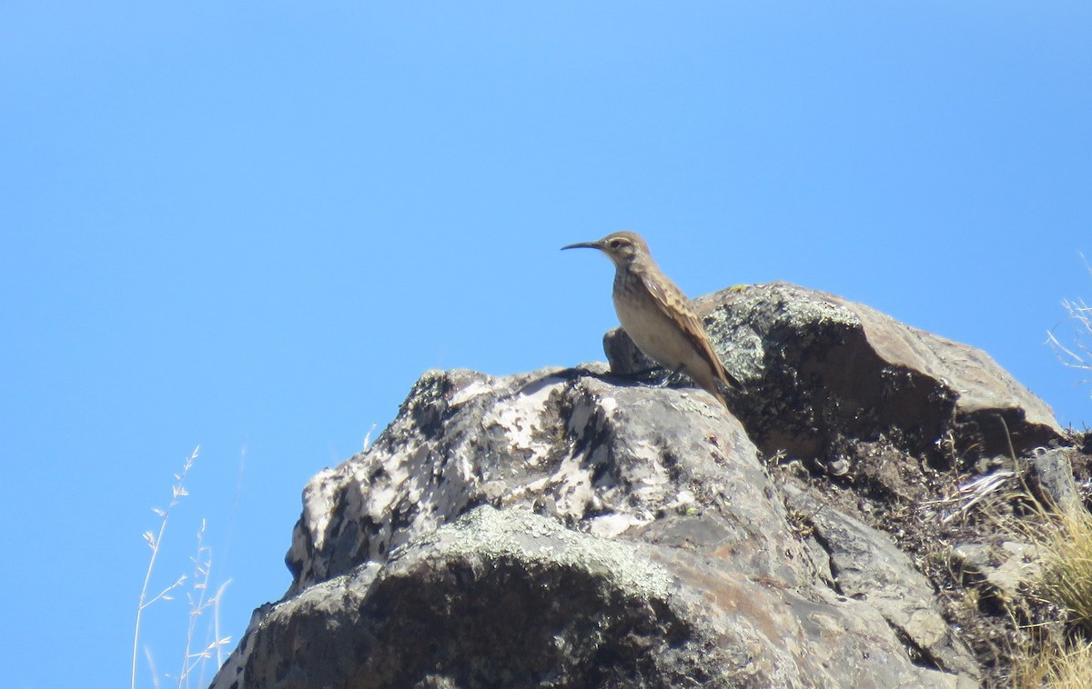 Slender-billed Miner - ML611870018