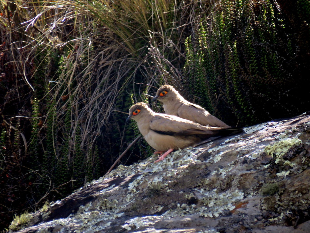 Bare-eyed Ground Dove - ML611870024