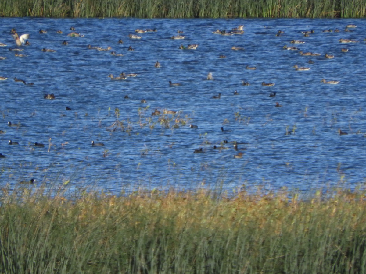 American Coot - ML611870033