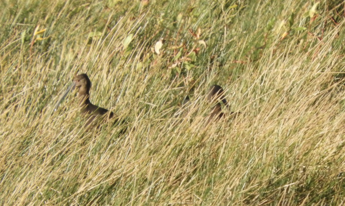 White-faced Ibis - ML611870052