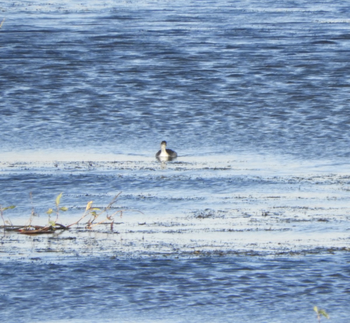 Eared Grebe - ML611870061