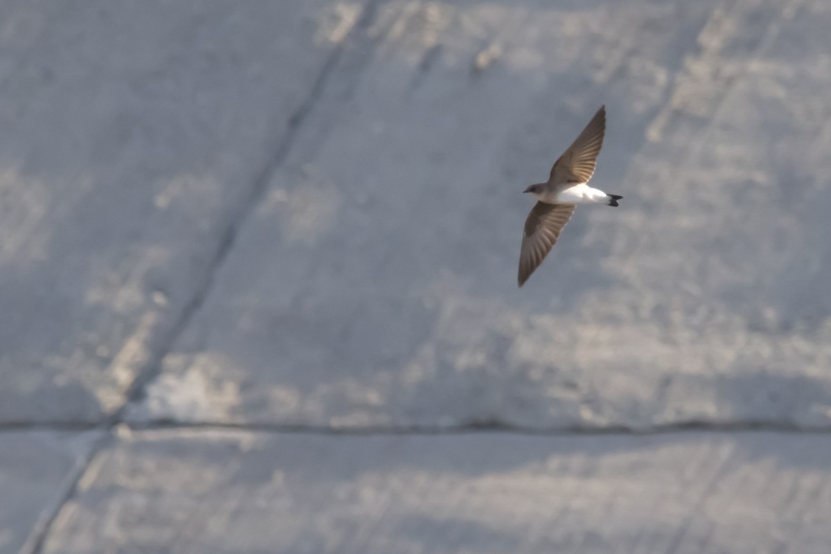 Northern Rough-winged Swallow - ML611870082