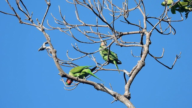 Long-tailed Parakeet - ML611870123