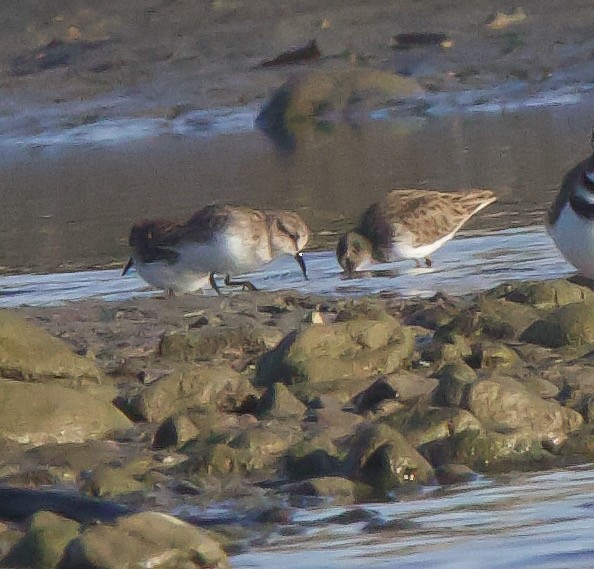 Least Sandpiper - ML611870125