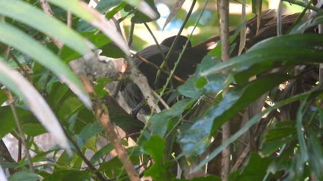 Andaman Coucal - ML611870133