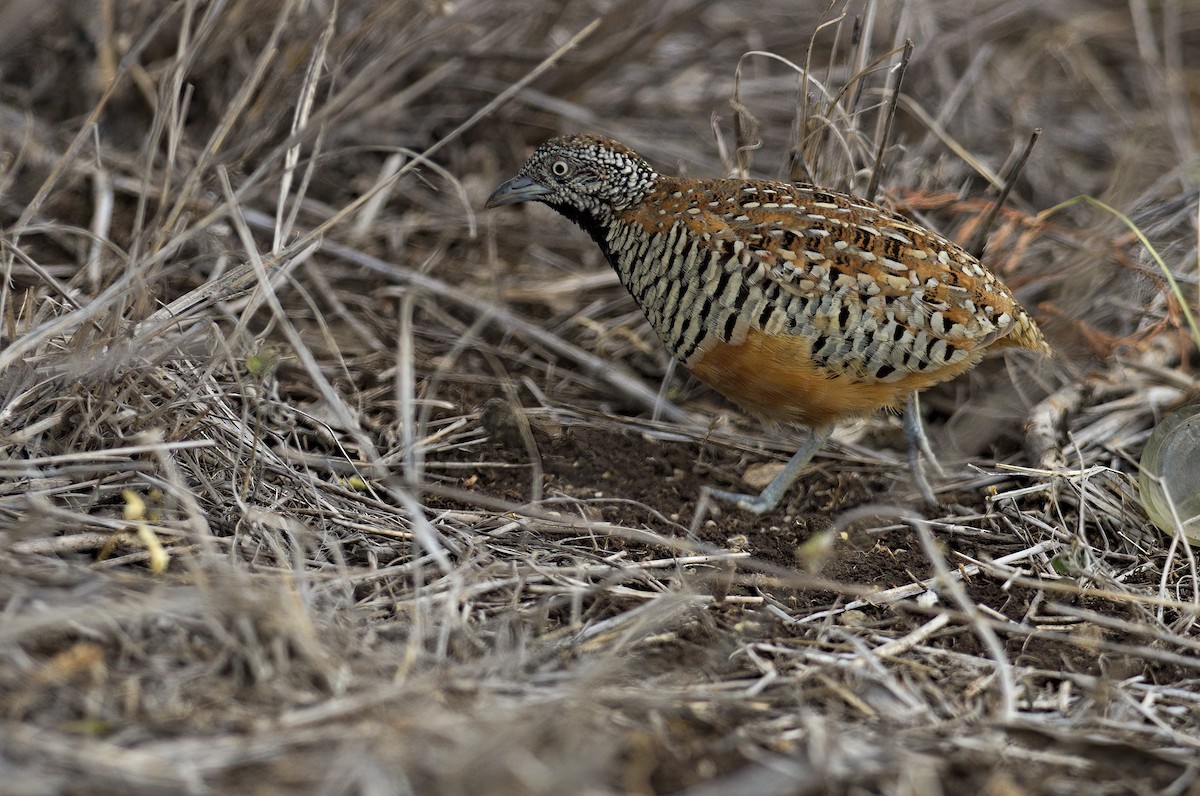 Barred Buttonquail - ML611870182