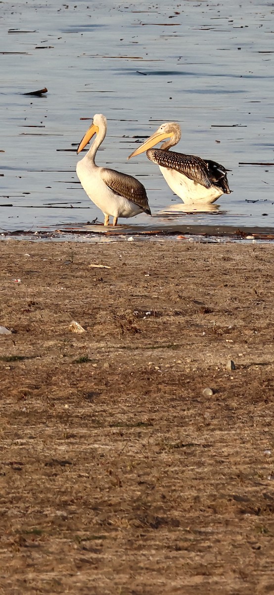 Great White Pelican - ML611870222