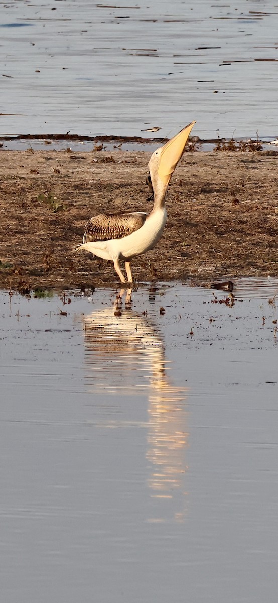 Great White Pelican - ML611870223