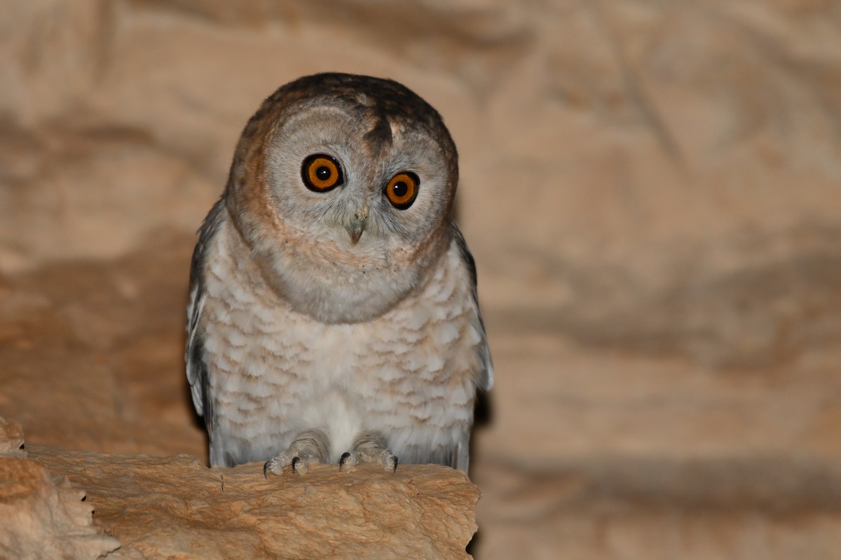 Desert Owl - ML611870241