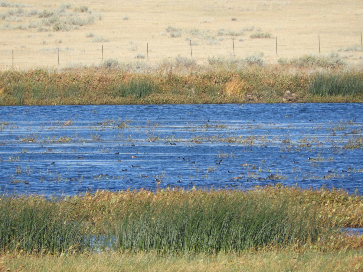 American Coot - ML611870332