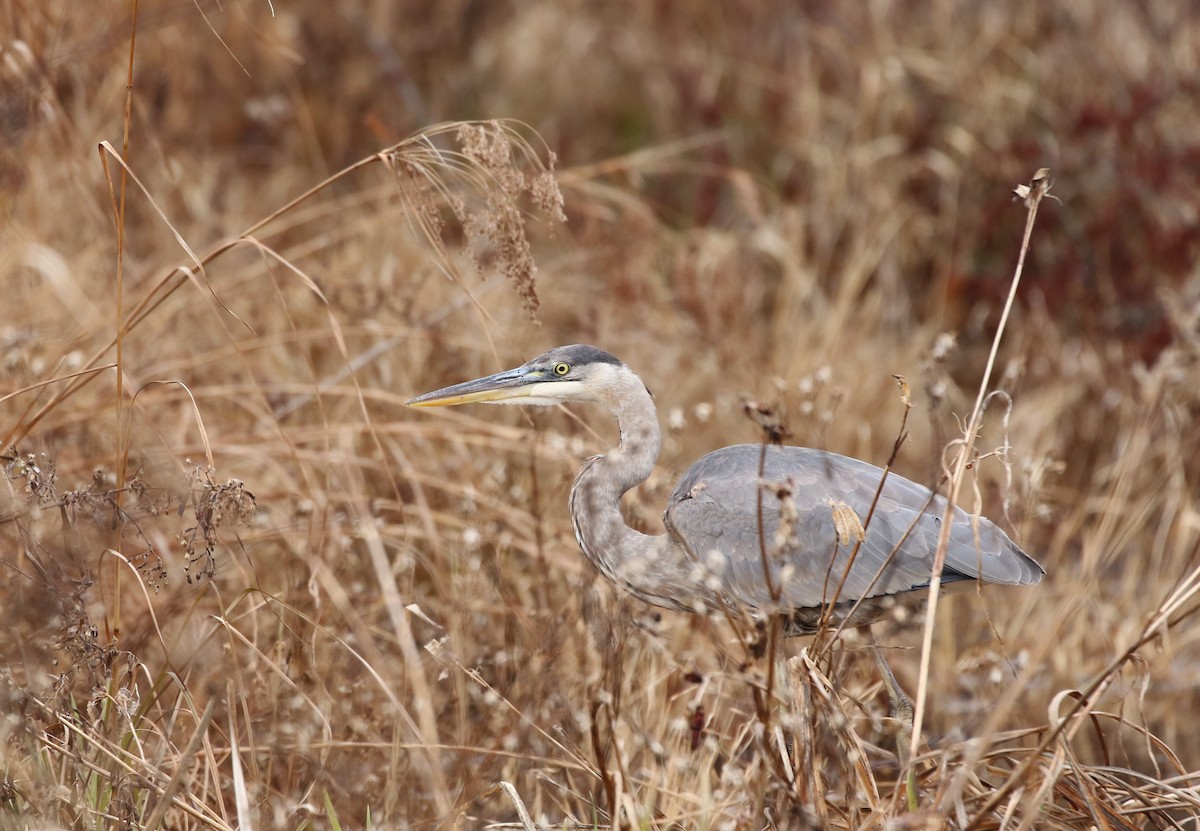 Great Blue Heron - ML611870337