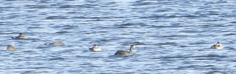 Ruddy Duck - ML611870338