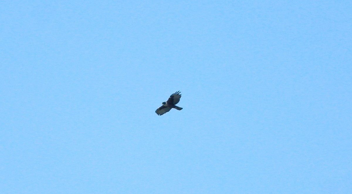 Rufous-bellied Eagle - ML611870339