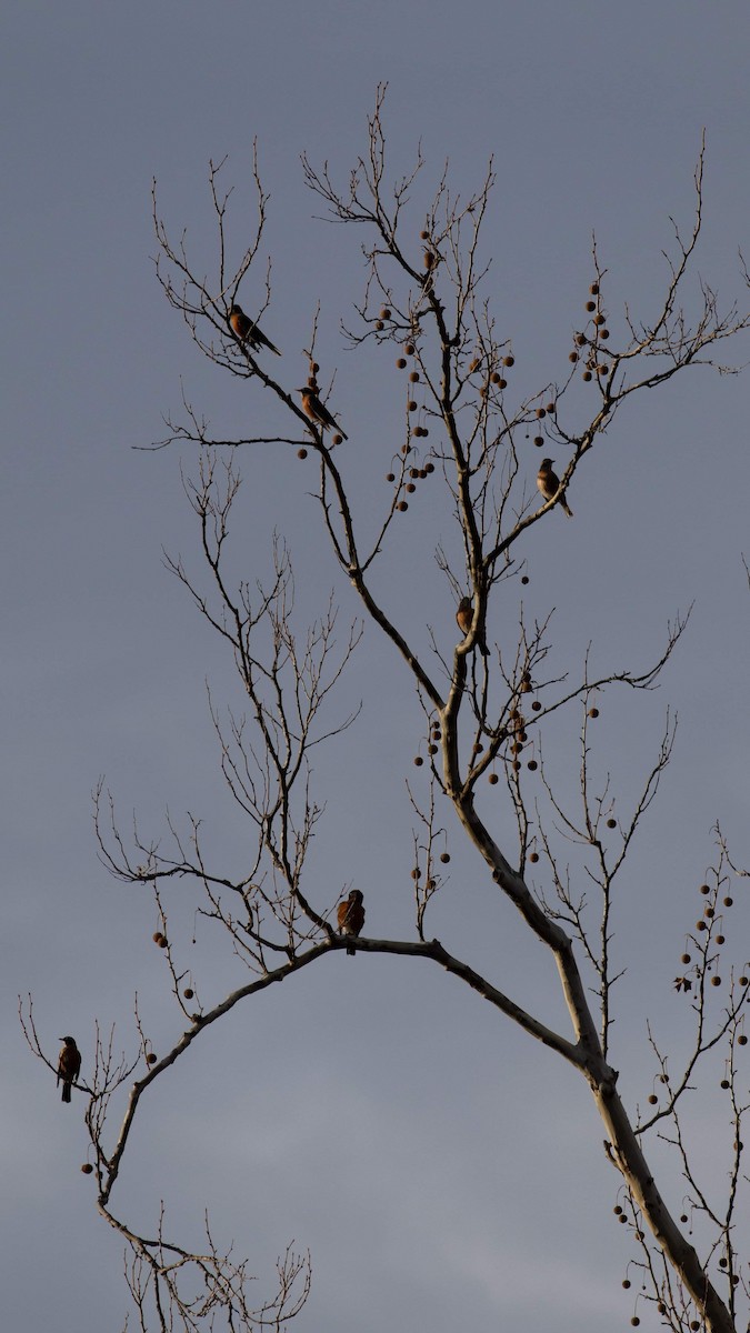 American Robin - ML611870341