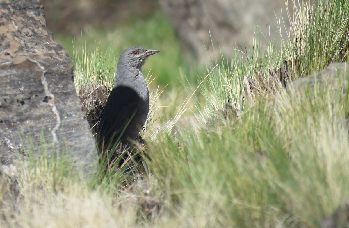 Boulder Finch - ML611870405