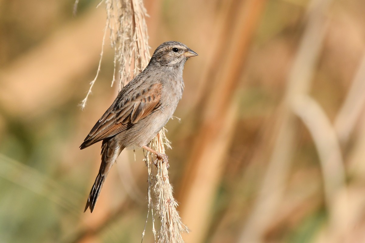 Striolated Bunting - Rotem Avisar