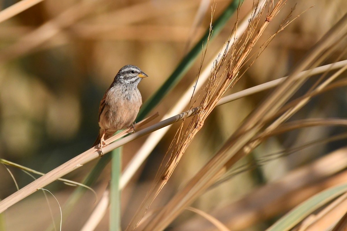 Striolated Bunting - Rotem Avisar