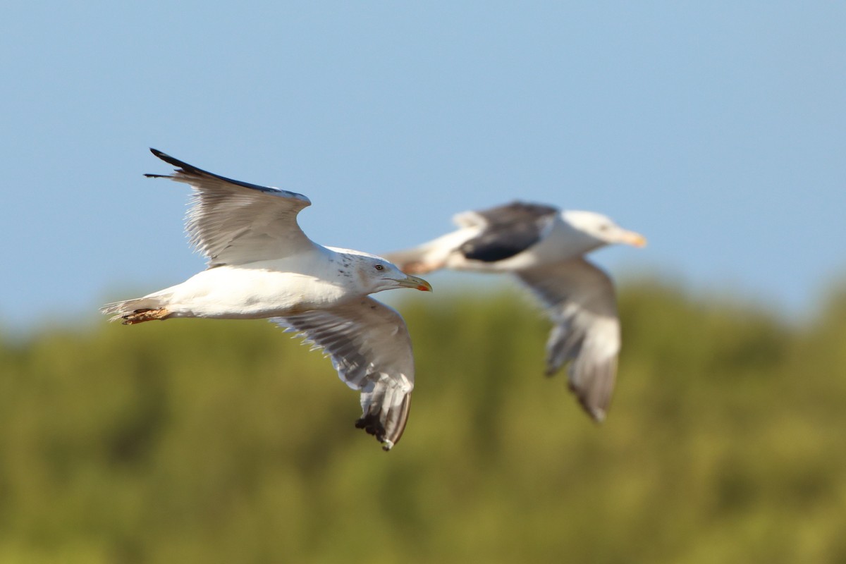 Lesser Black-backed Gull (Heuglin's) - ML611870514