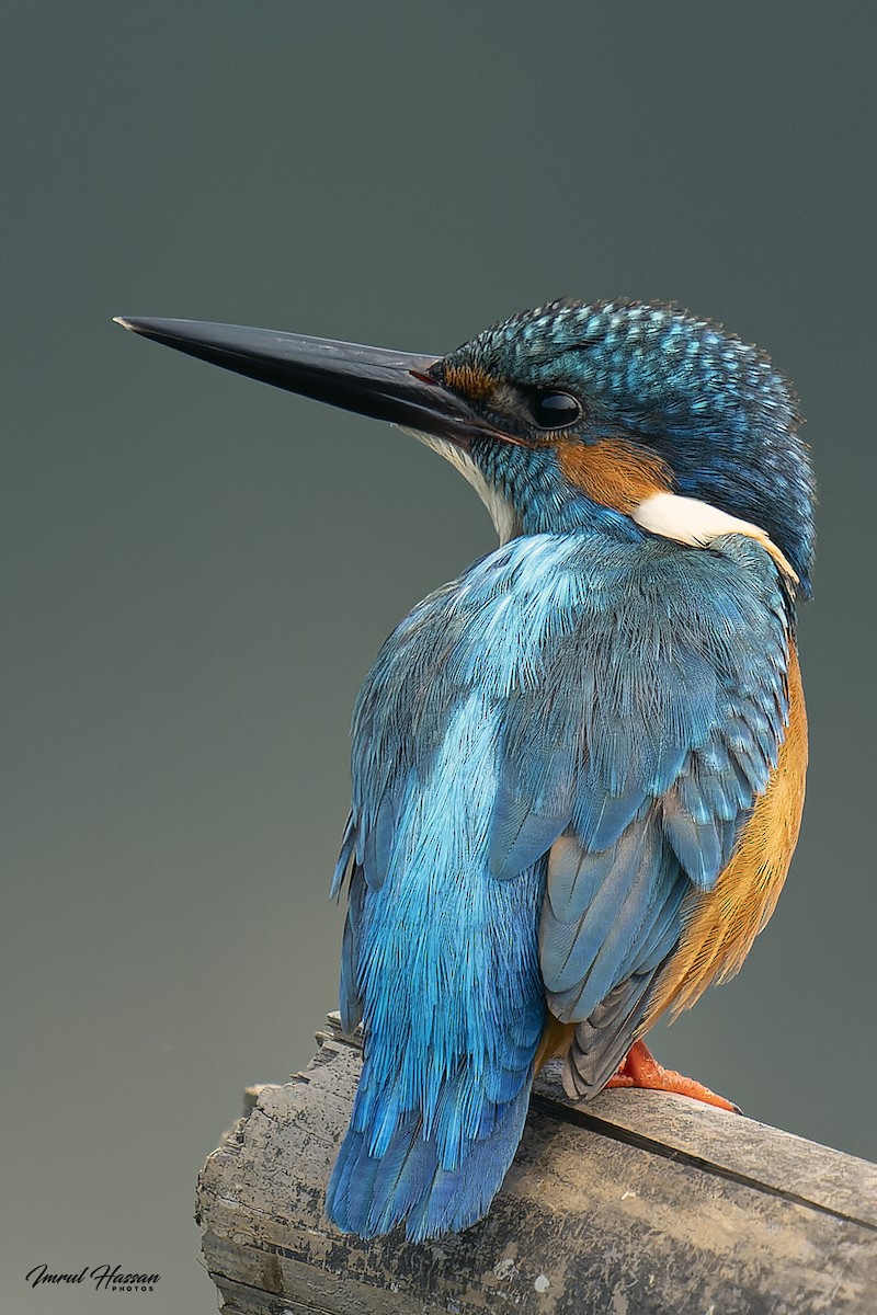 Common Kingfisher - ML611870557
