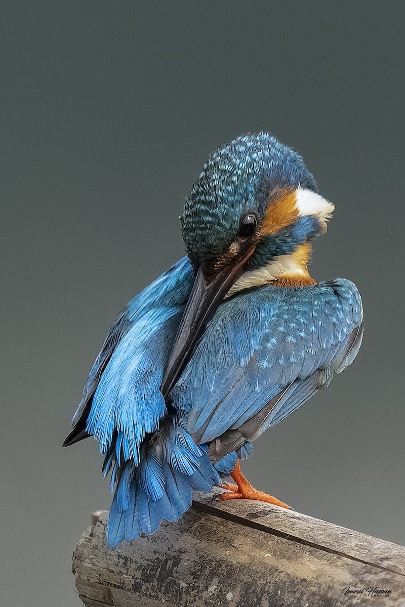 Common Kingfisher - ML611870559