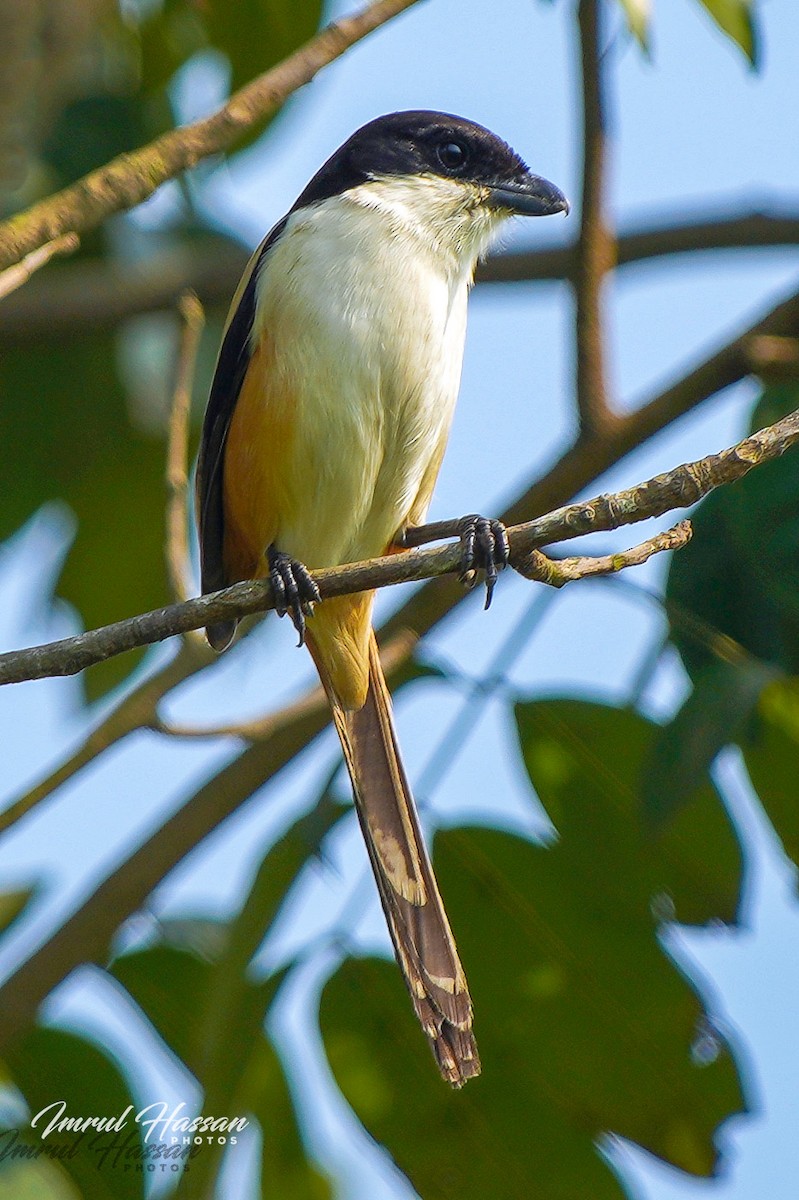 Long-tailed Shrike - IMRUL HASSAN