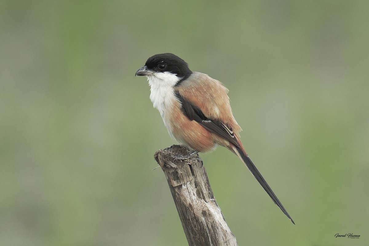 Long-tailed Shrike - ML611870677