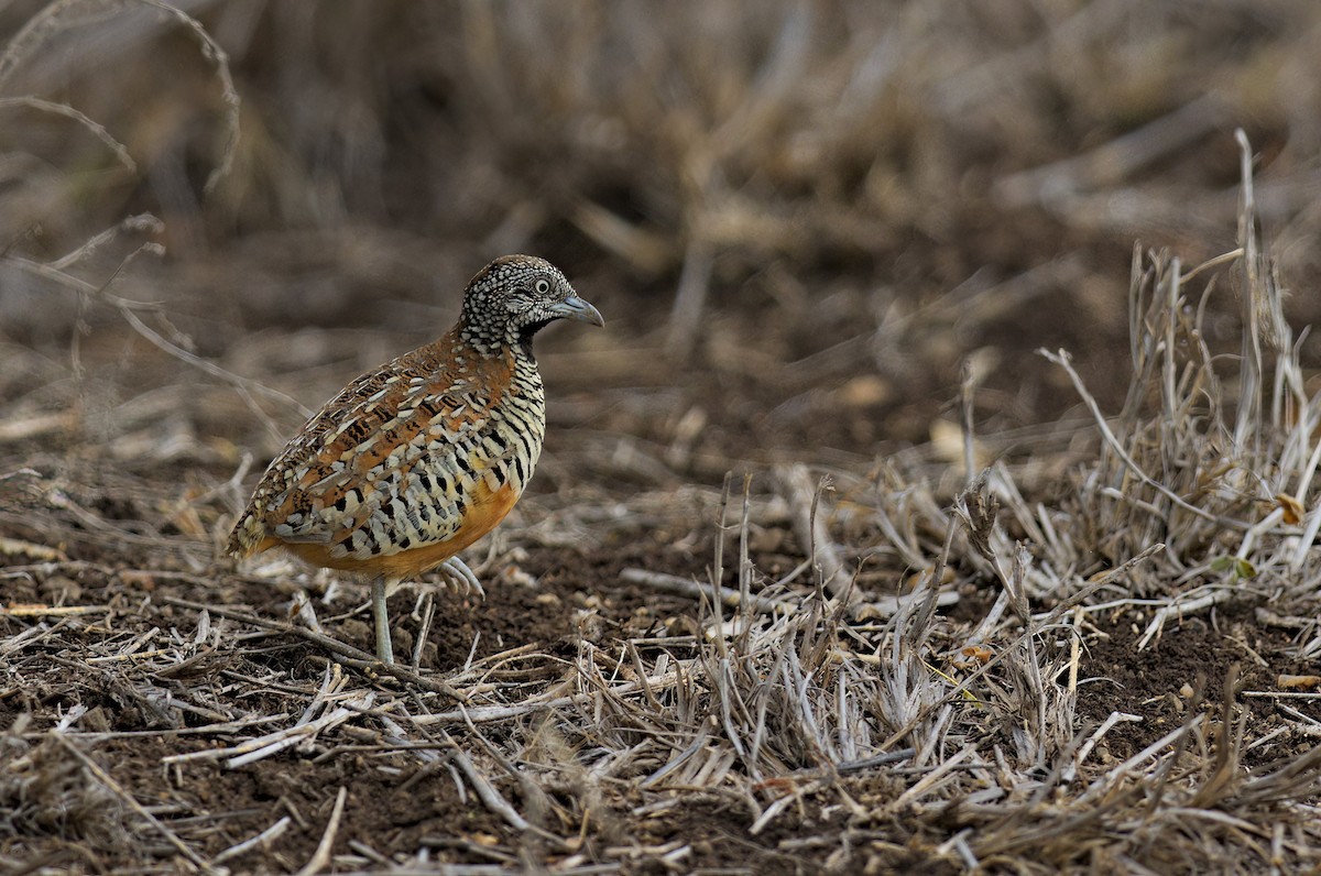 Barred Buttonquail - ML611870921