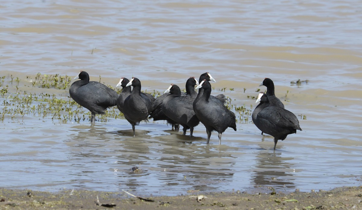 Red-knobbed Coot - ML611870937