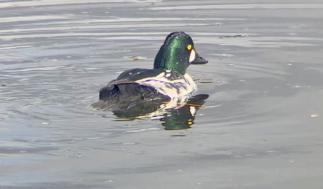 Common Goldeneye - ML611870988