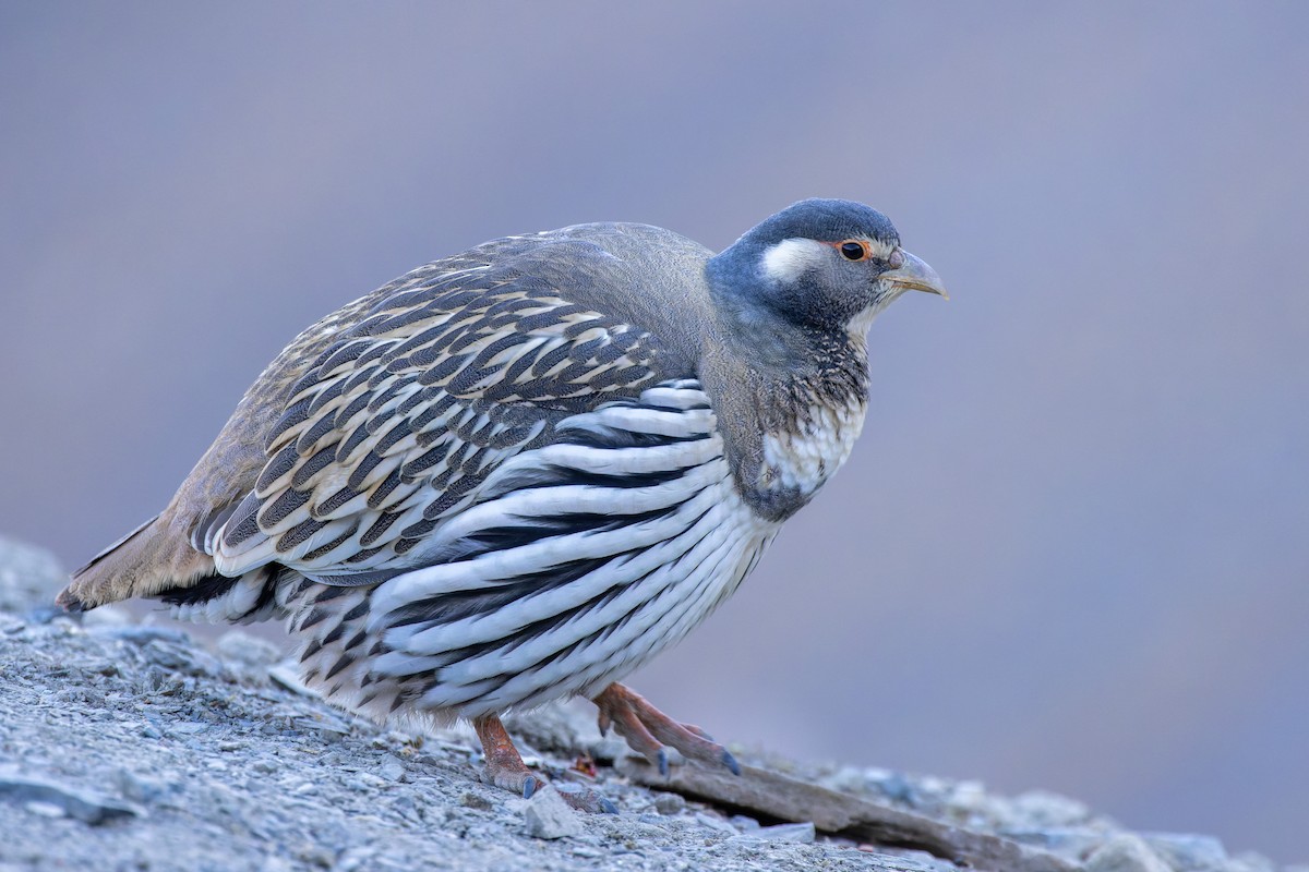 Tibetan Snowcock - ML611871113