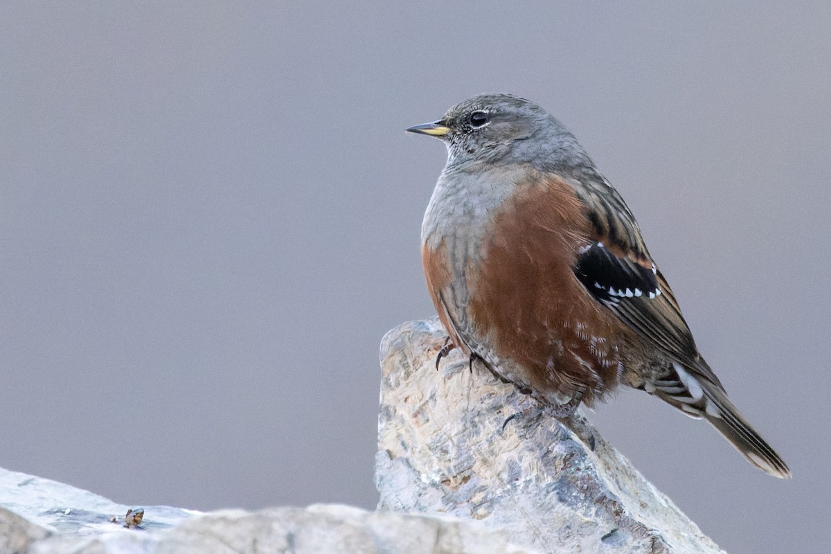 Alpine Accentor - ML611871121