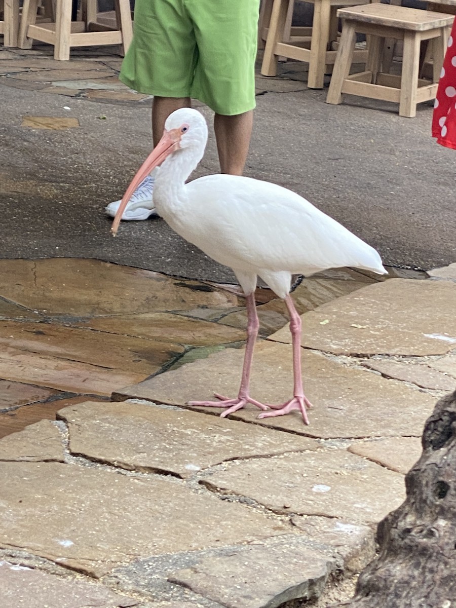 White Ibis - ML611871131