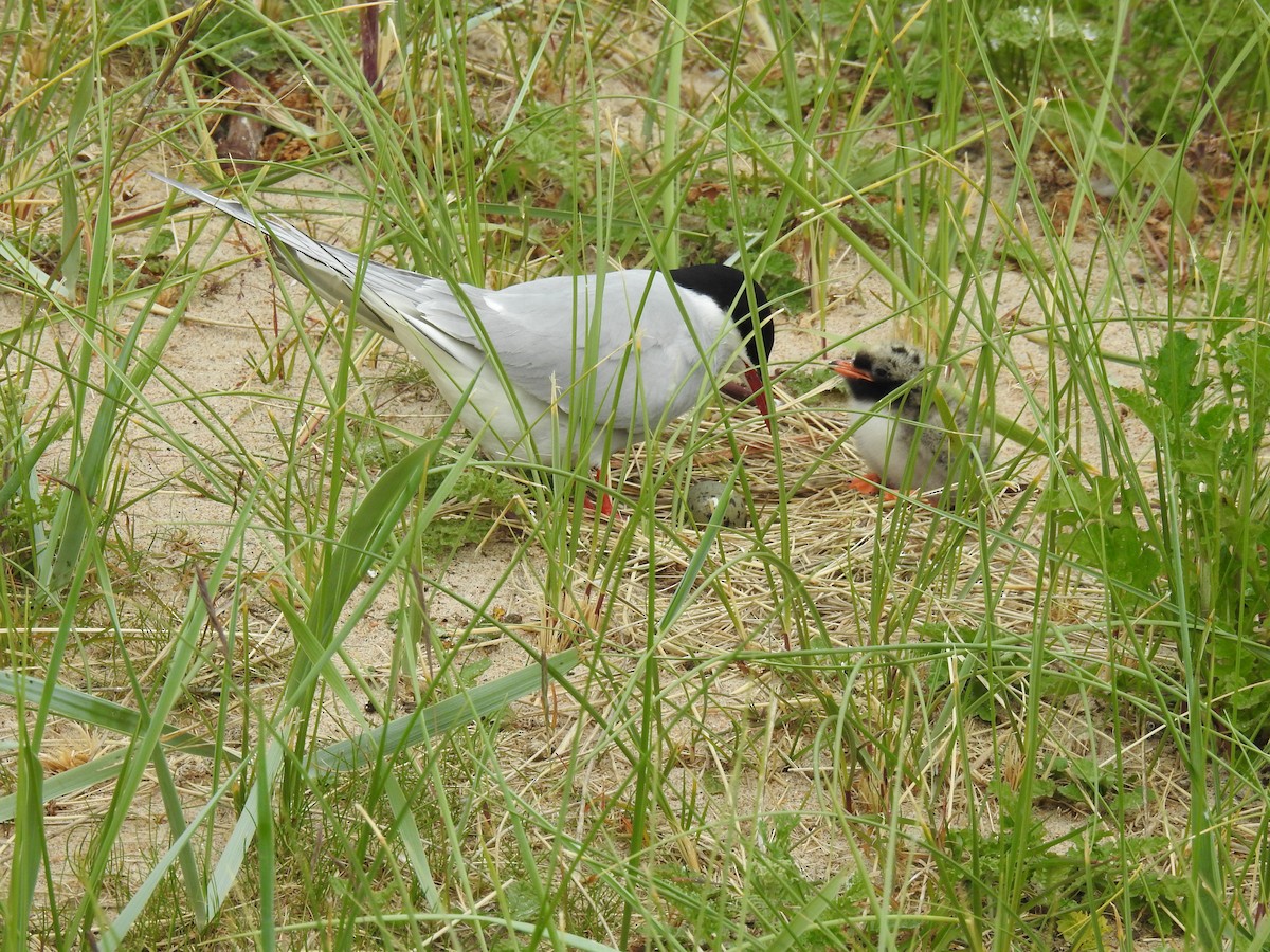 Arctic Tern - ML611871288