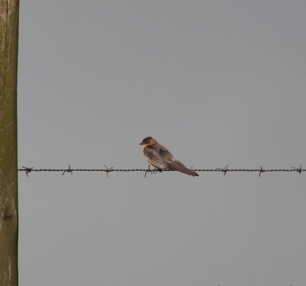 Tawny-headed Swallow - ML611871305