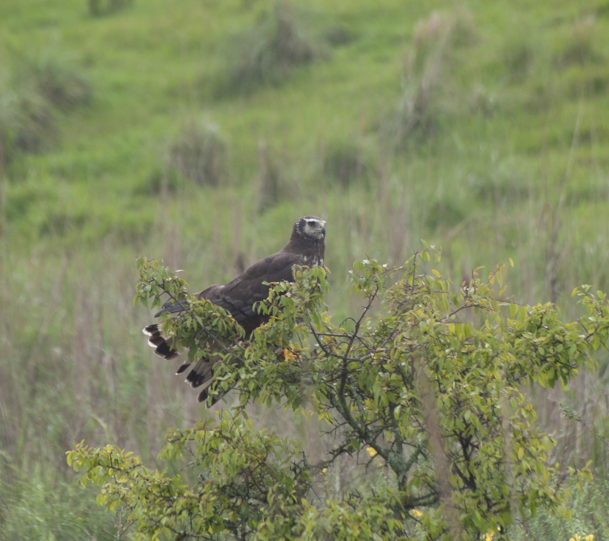 Long-winged Harrier - ML611871369