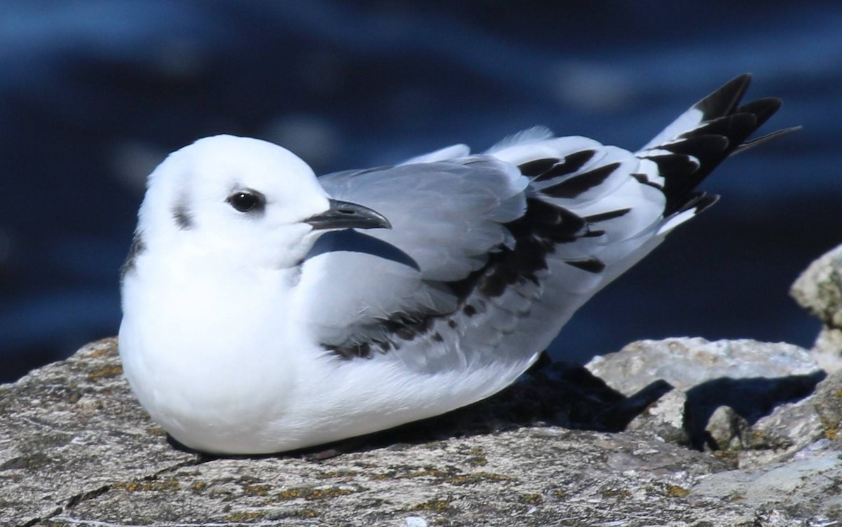 Black-legged Kittiwake - ML611871427