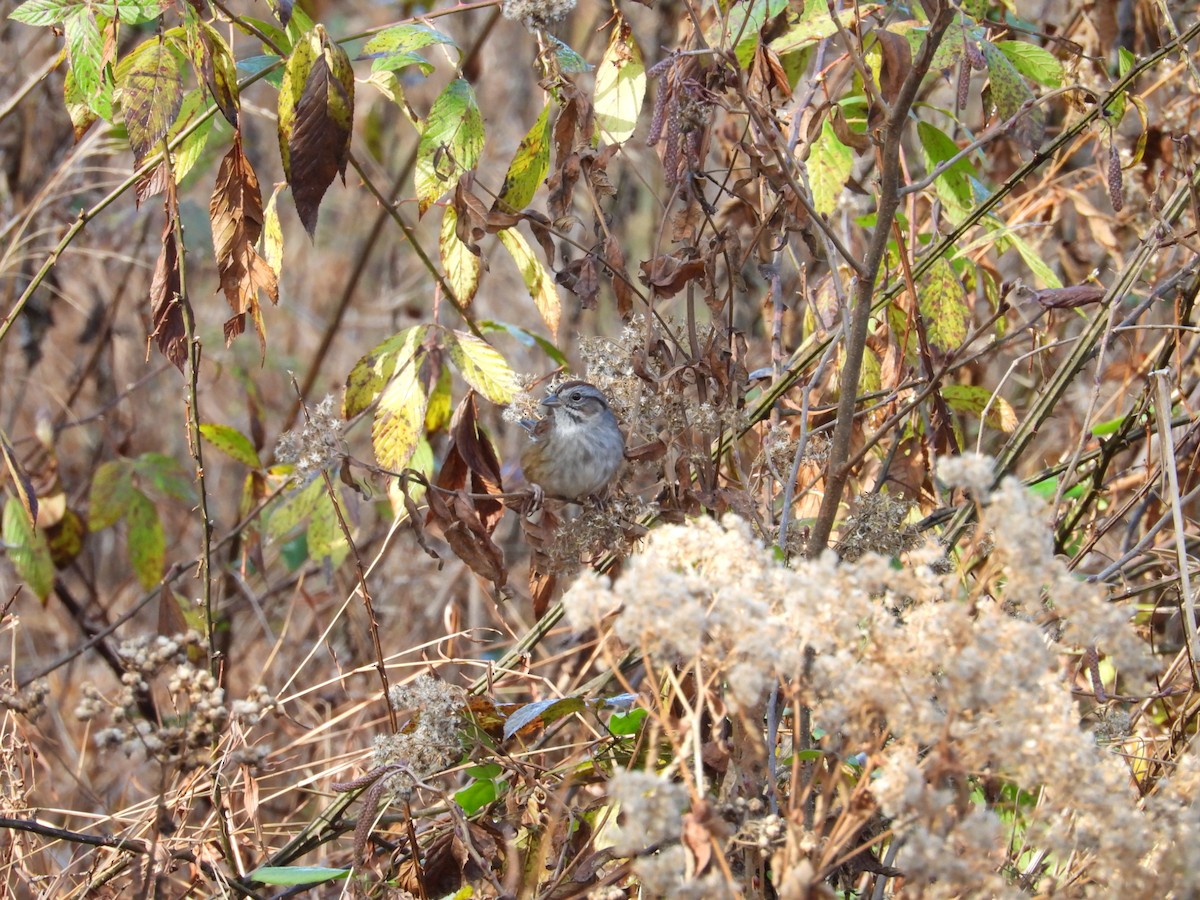 Swamp Sparrow - ML611871439